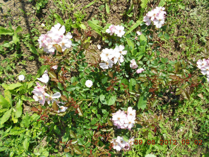 DSCN3686