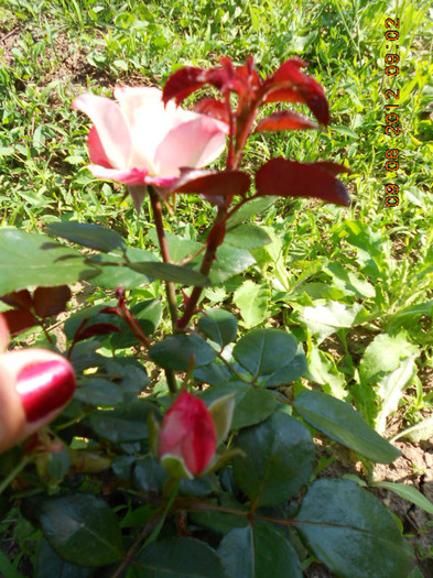 DSCN3688