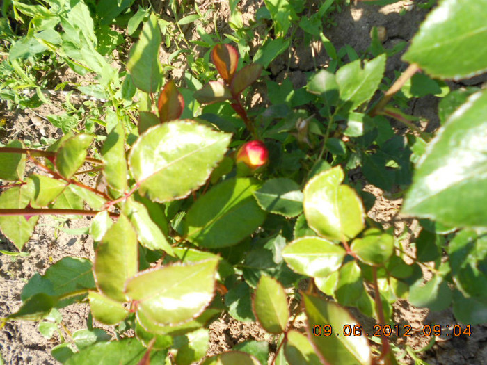 DSCN3695