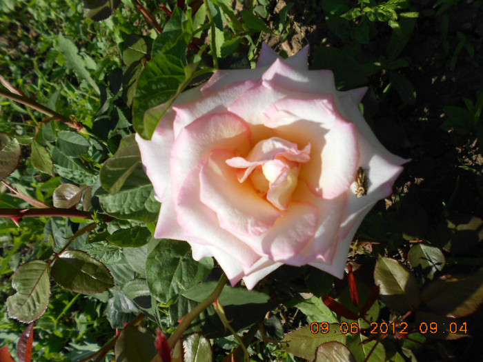 DSCN3698