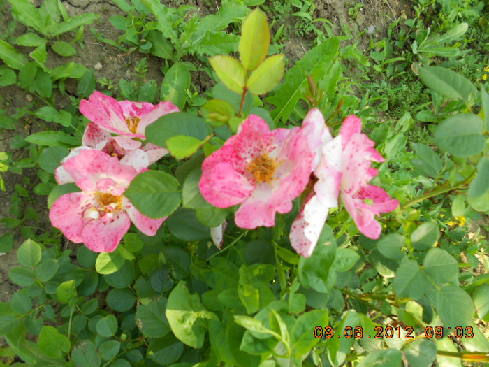 DSCN3693 - Trandafirii Lottum in gradina mea