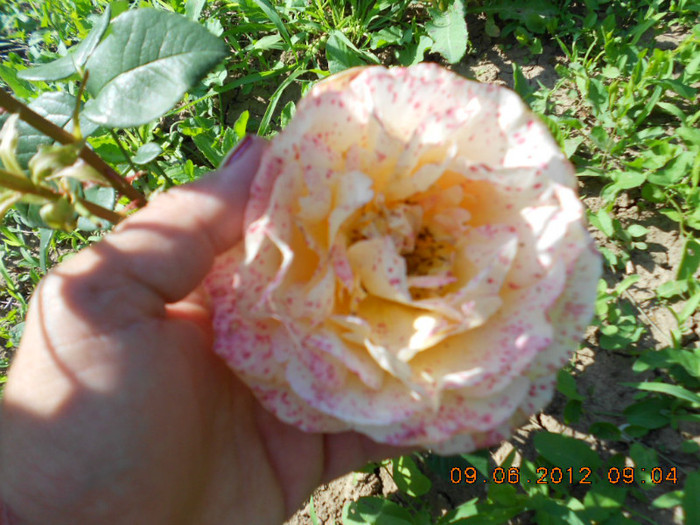 DSCN3696 - Trandafirii Lottum in gradina mea