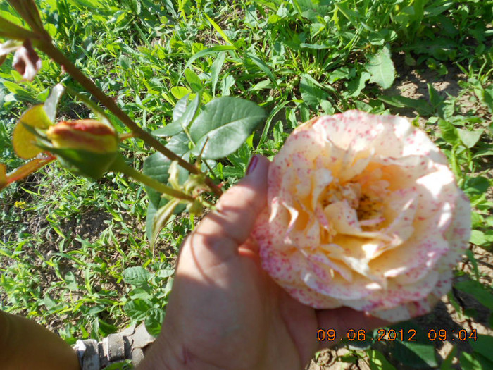 DSCN3697 - Trandafirii Lottum in gradina mea