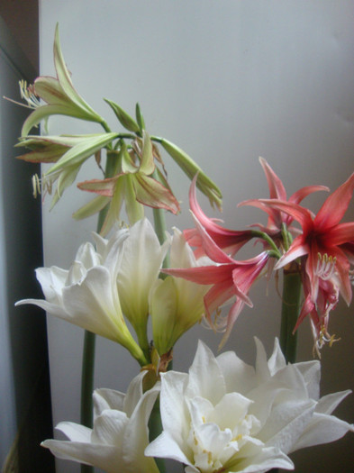 DSC00291 - HIPEASTRUM-amaryllis