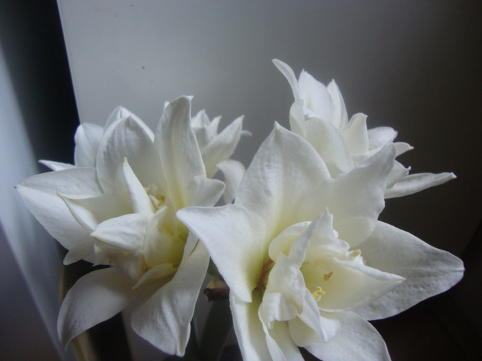 JEWEL - HIPEASTRUM-amaryllis