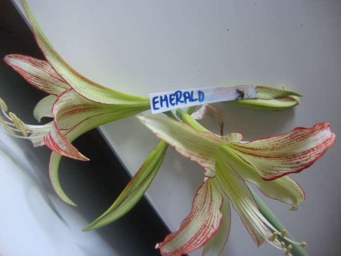 EMERALD - HIPEASTRUM-amaryllis