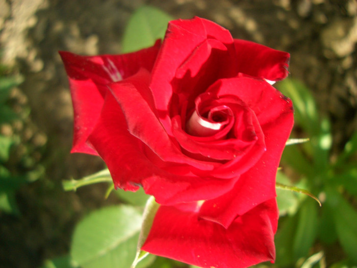 CIMG5750 - trandafiri 2012 - part II