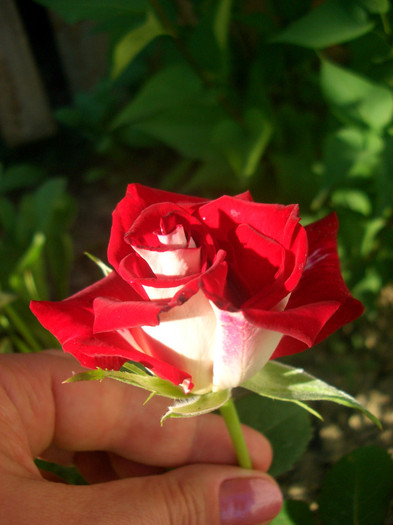 CIMG5754 - trandafiri 2012 - part II