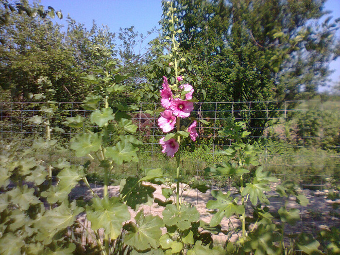 Fotografie0742 - Nalbe de gradina