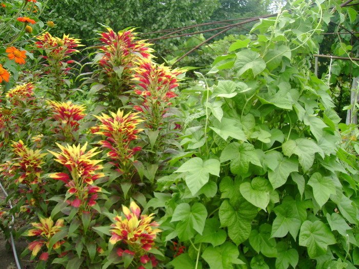 Amaranthus tricolor - Imi mai doresc-ca nu ma costa nimic sa vreau