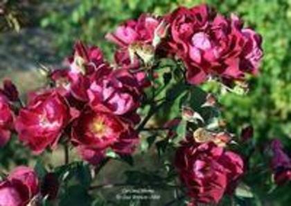 cardinal hume_medium