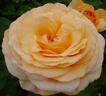 Charles Austin (Ausfather)