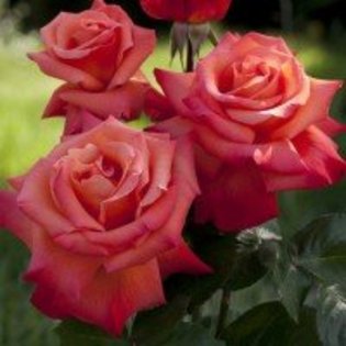 christophe-colomb-1066