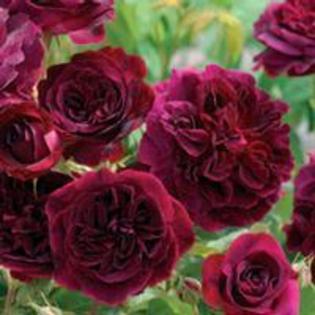 munstead wood_medium