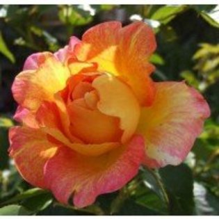 paul-cezanne-745901-1_2 - Imi mai doresc-ca nu ma costa nimic sa vreau