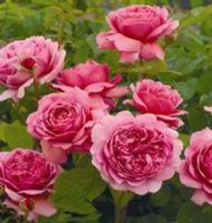 Princess Alexandra of Kent - Imi mai doresc-ca nu ma costa nimic sa vreau