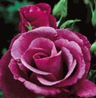 Rhapsody in Blue - Imi mai doresc-ca nu ma costa nimic sa vreau