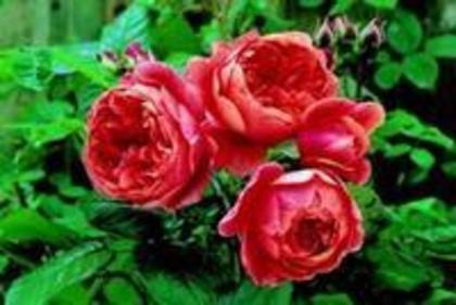 Summer Song - Imi mai doresc-ca nu ma costa nimic sa vreau