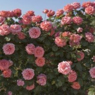 trandafir-catarator-dee-dee-bridgewater_3 - Imi mai doresc-ca nu ma costa nimic sa vreau