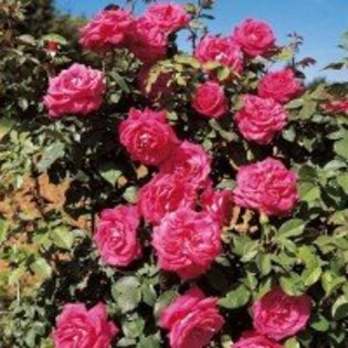trandafir-catarator-lolita-lempicka-3