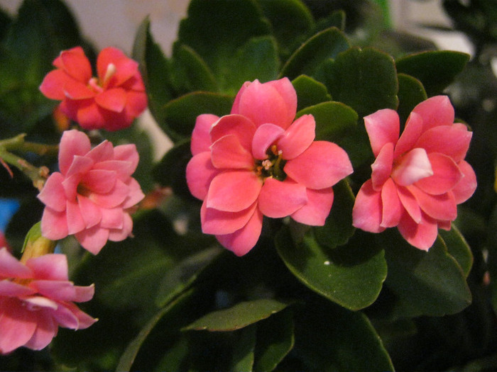 IMG_8328 - KALANCHOE