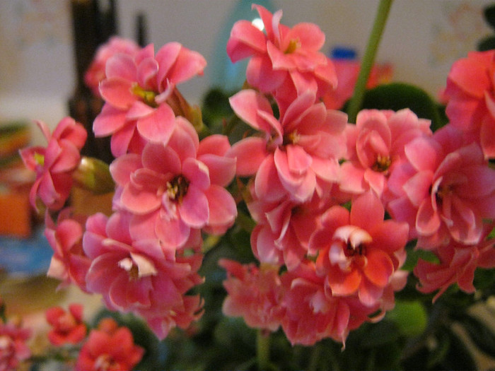 IMG_8329 - KALANCHOE