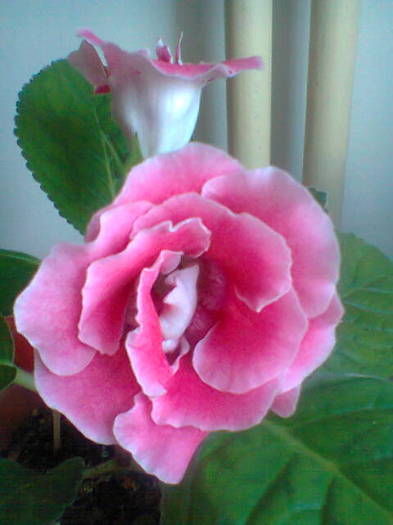 Gloxinia roz - Gloxini 2012-2024