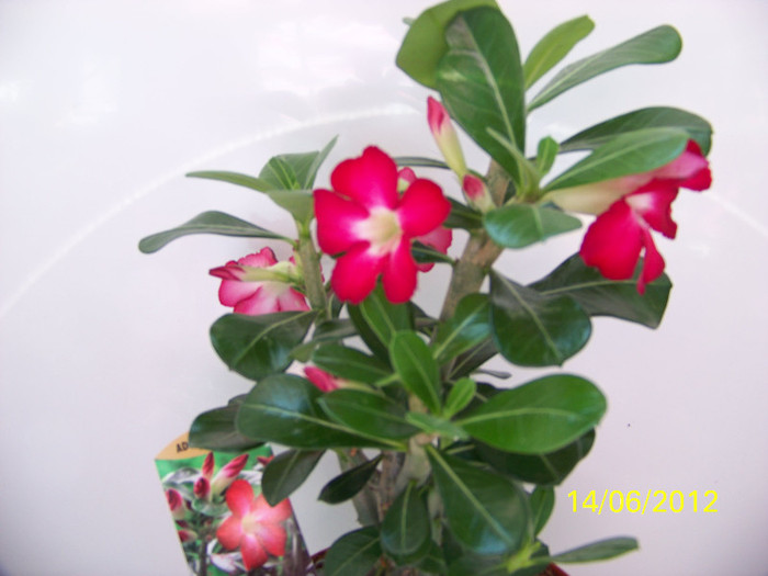 341_6726 - adenium