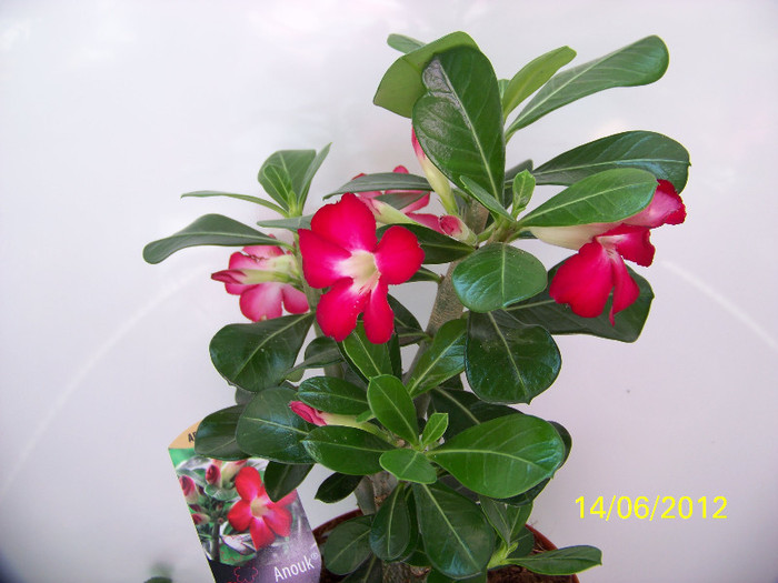 341_6727 - adenium