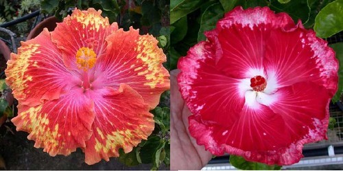 $(KGrHqRHJDoE9BKw9V-jBPjQ!hOFWw~~60_12 - hibiscus - parintii lor