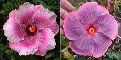 $(KGrHqZHJBQE8+mGvRSDBPYS9,mI,!~~60_12 - hibiscus - parintii lor