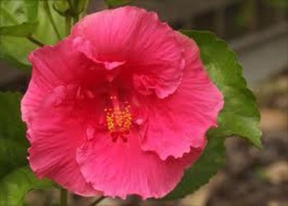 gwen mary - hibiscus - parintii lor