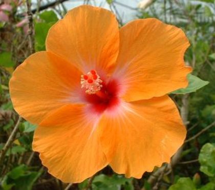 HIBISCUS_LAGOS - hibiscus - parintii lor