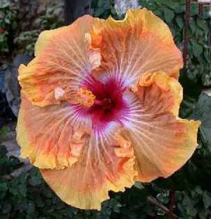 Tahitian%20Autumn - hibiscus - parintii lor