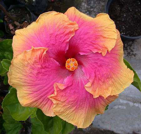 TahitianSunsetGlory - hibiscus - parintii lor