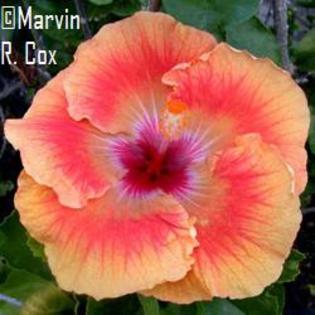 Tahitian_Orange_Rainbow - hibiscus - parintii lor