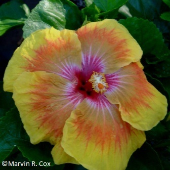 Tahitian_Orange_Rainbow__2_ - hibiscus - parintii lor