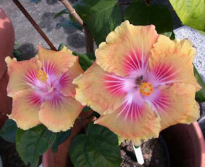 TahUdisSunset - hibiscus - parintii lor