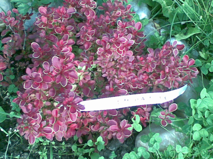 berberis admiration