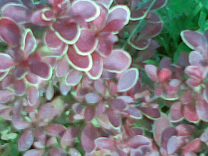 BERBERIS