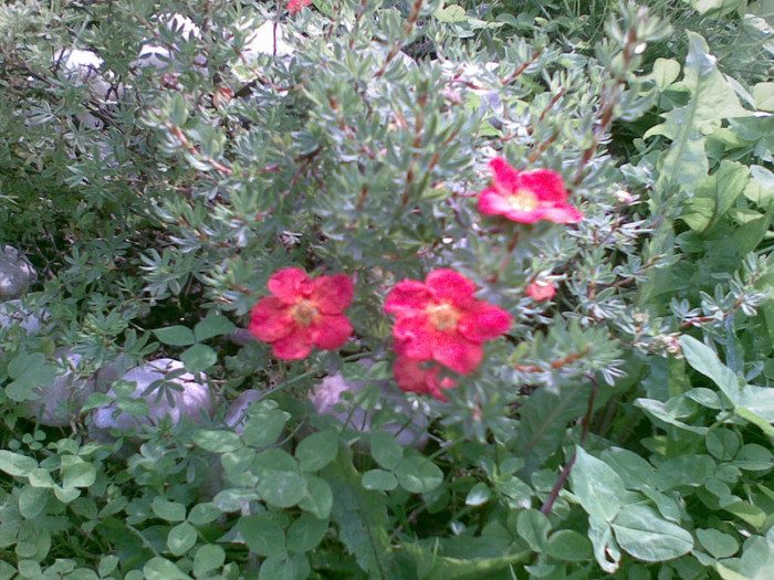 potentilla red ace - TUFE SI ARBUSTI ORNAMENTALI