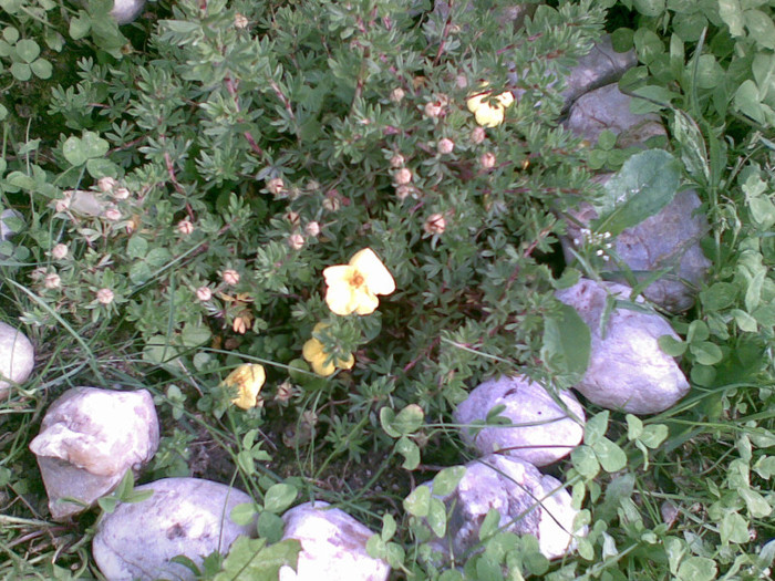 potentilla - TUFE SI ARBUSTI ORNAMENTALI