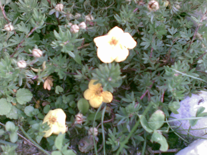 potentilla kobold