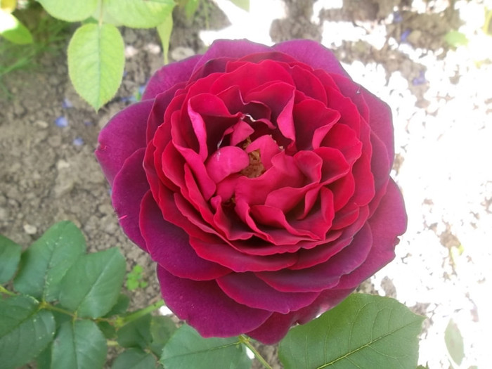 grafin von hardenberg