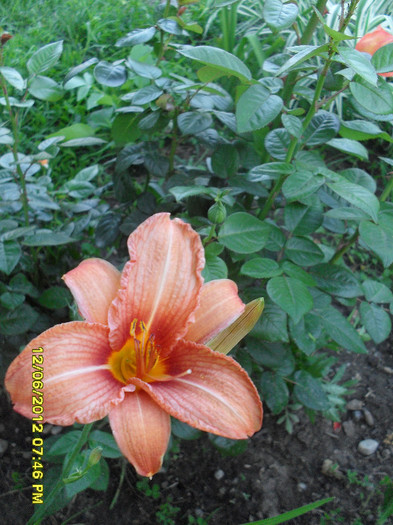 SDC12080