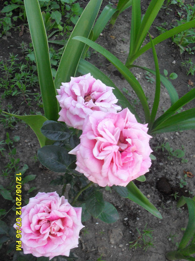 SDC12081
