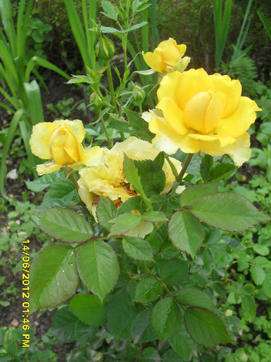 SDC12096