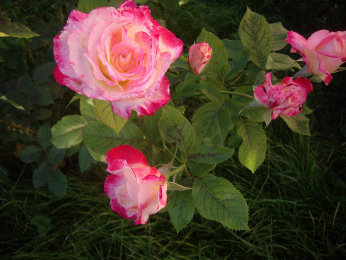 IMGP3096 - trandafiri