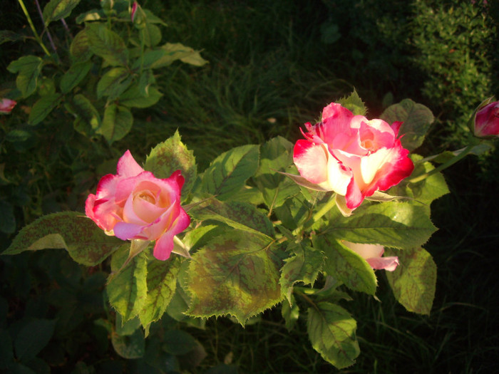 IMGP3097 - trandafiri