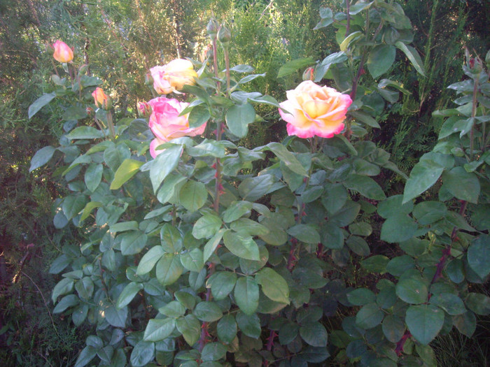 IMGP3105 - trandafiri